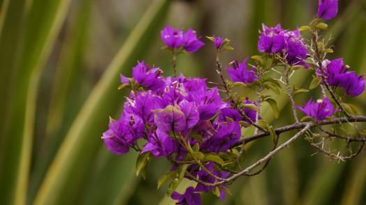 _DSC6465_resize