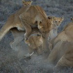 Lions-photo-by-Nick-Nichols-950×633
