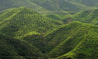 Cameron Highlands – Maláj körút 2. rész