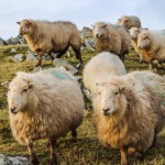 gareth-jones-sheep