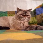S6-tesztfoto-belter-00-grumpy-cat