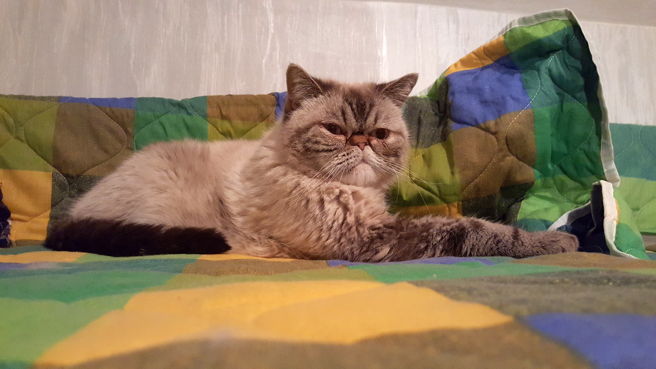 S6-tesztfoto-belter-00-grumpy-cat